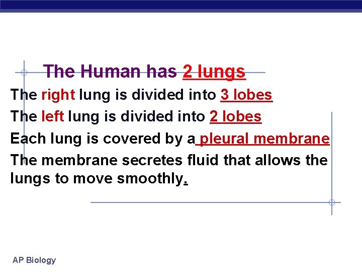 The Human has 2 lungs The right lung is divided into 3 lobes The