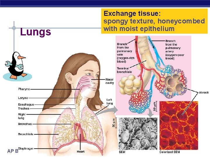 Lungs AP Biology Exchange tissue: spongy texture, honeycombed with moist epithelium 