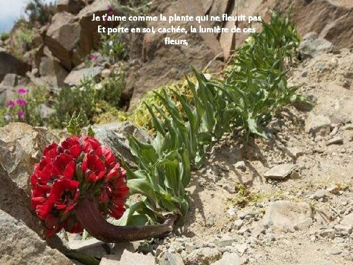 Je t’aime comme la plante qui ne fleurit pas Et porte en soi, cachée,