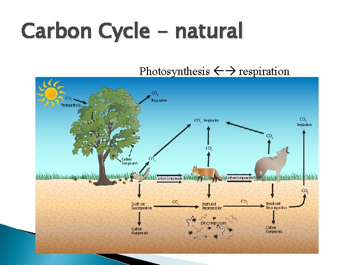 Carbon Cycle - natural Photosynthesis respiration 