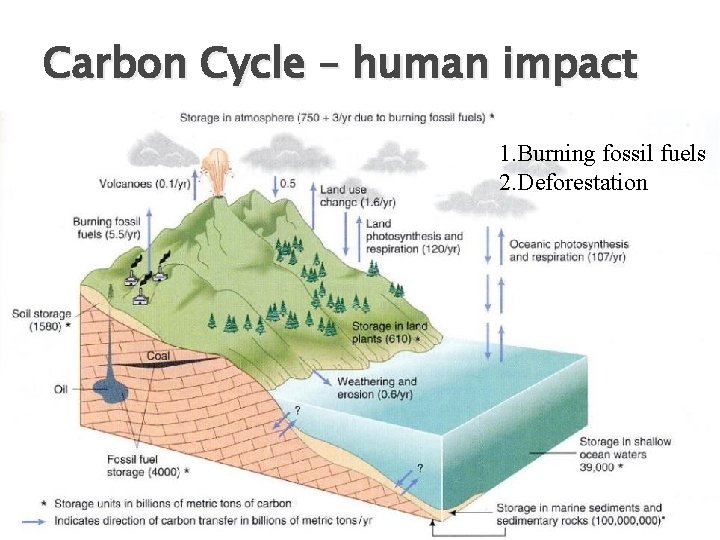 Carbon Cycle – human impact 1. Burning fossil fuels 2. Deforestation 