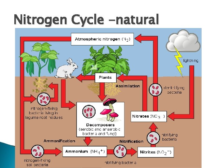 Nitrogen Cycle -natural 