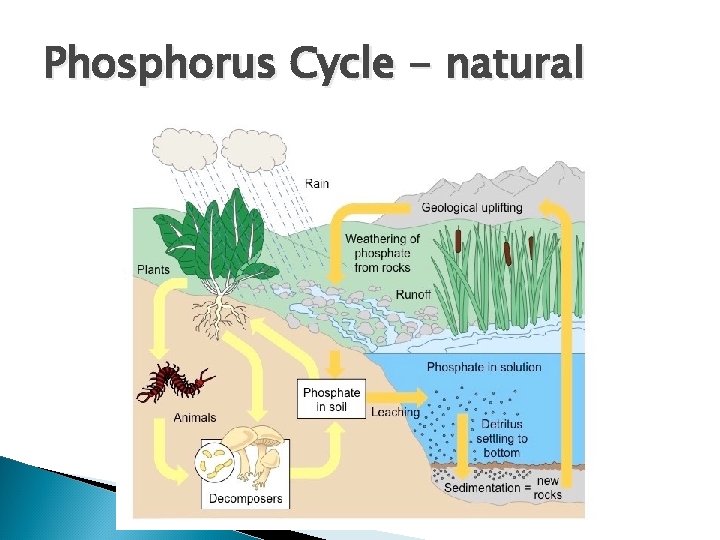 Phosphorus Cycle - natural 