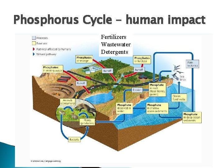 Phosphorus Cycle – human impact Fertilizers Wastewater Detergents 