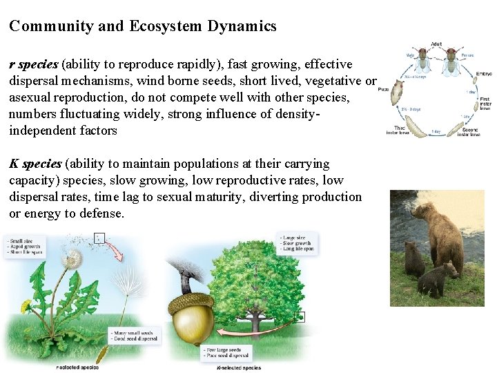 Community and Ecosystem Dynamics r species (ability to reproduce rapidly), fast growing, effective dispersal