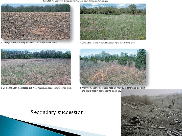 Secondary succession 