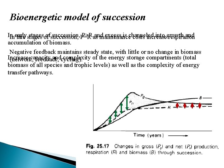 Bioenergetic model of succession In early stages of succession, P>R and excess is channeled