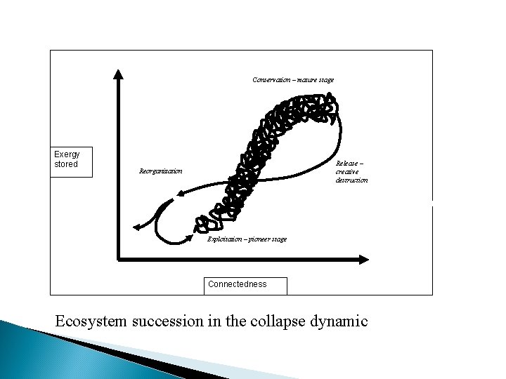 Conservation – mature stage Exergy stored Release – creative destruction Reorganization Exploitation – pioneer