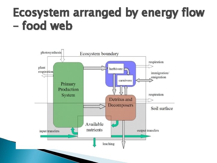 Ecosystem arranged by energy flow – food web 