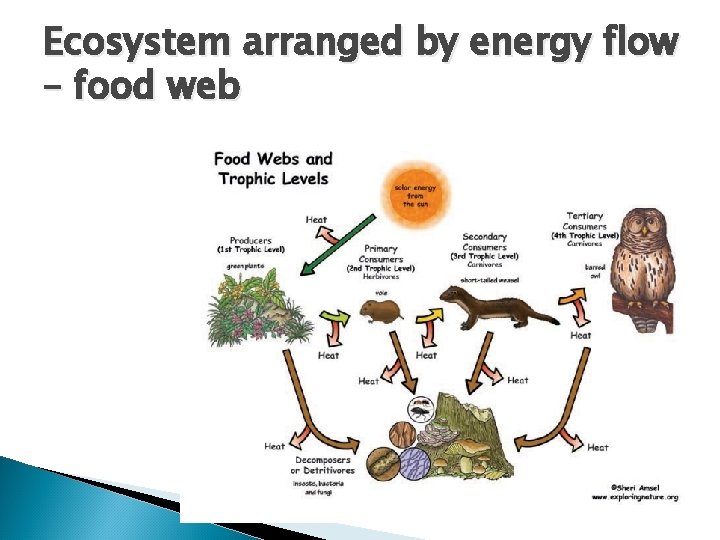 Ecosystem arranged by energy flow – food web 