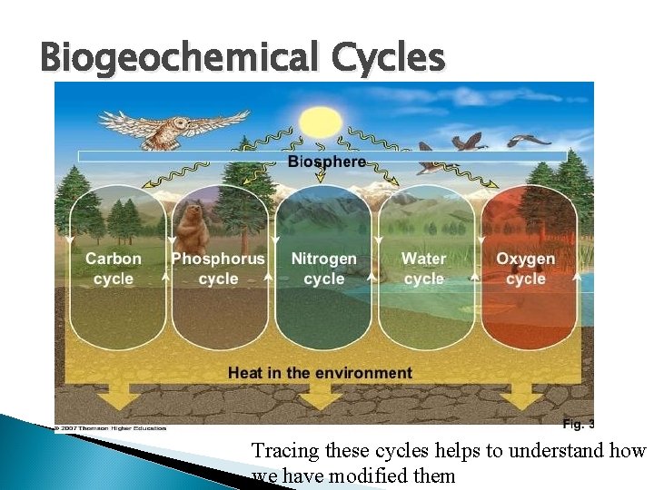 Biogeochemical Cycles Tracing these cycles helps to understand how we have modified them 