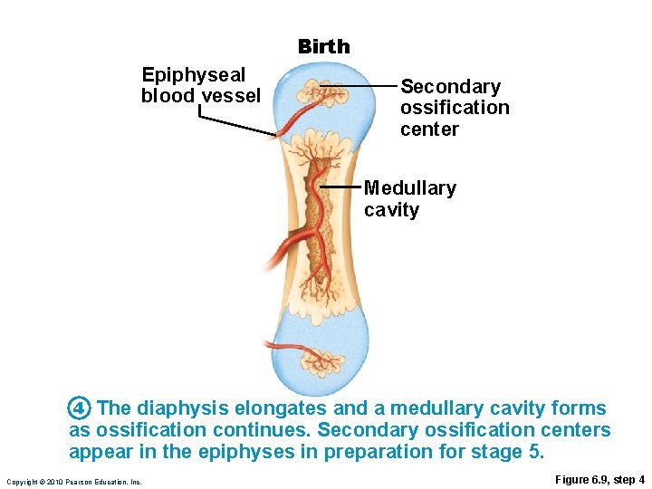 Birth Epiphyseal blood vessel Secondary ossification center Medullary cavity 4 The diaphysis elongates and
