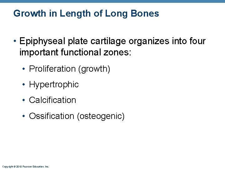 Growth in Length of Long Bones • Epiphyseal plate cartilage organizes into four important