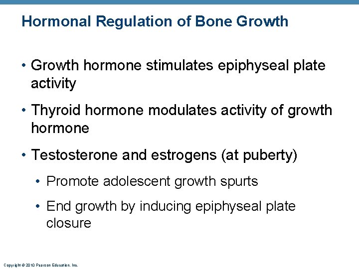 Hormonal Regulation of Bone Growth • Growth hormone stimulates epiphyseal plate activity • Thyroid