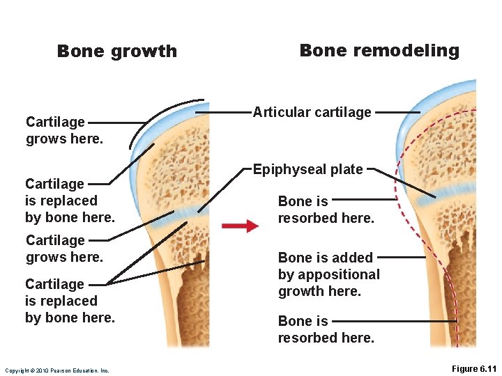 Bone growth Cartilage grows here. Cartilage is replaced by bone here. Copyright © 2010