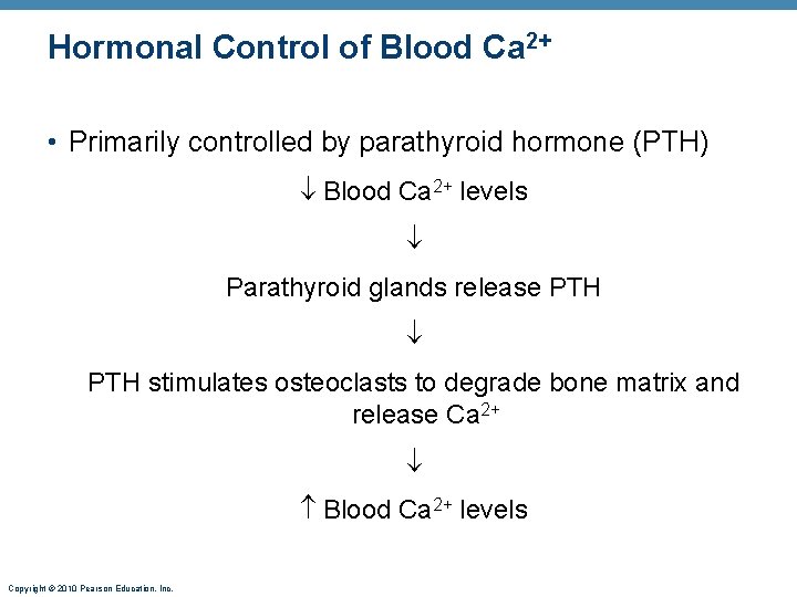 Hormonal Control of Blood Ca 2+ • Primarily controlled by parathyroid hormone (PTH) Blood
