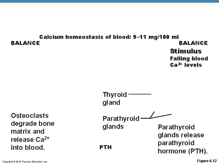 Calcium homeostasis of blood: 9– 11 mg/100 ml BALANCE Stimulus Falling blood Ca 2+