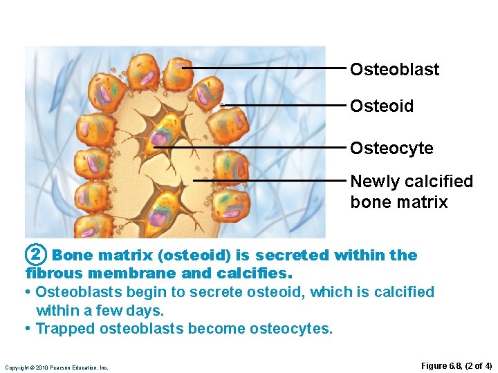 Osteoblast Osteoid Osteocyte Newly calcified bone matrix 2 Bone matrix (osteoid) is secreted within