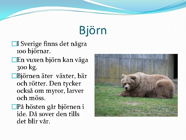 Björn �I Sverige finns det några 100 björnar. �En vuxen björn kan väga 300