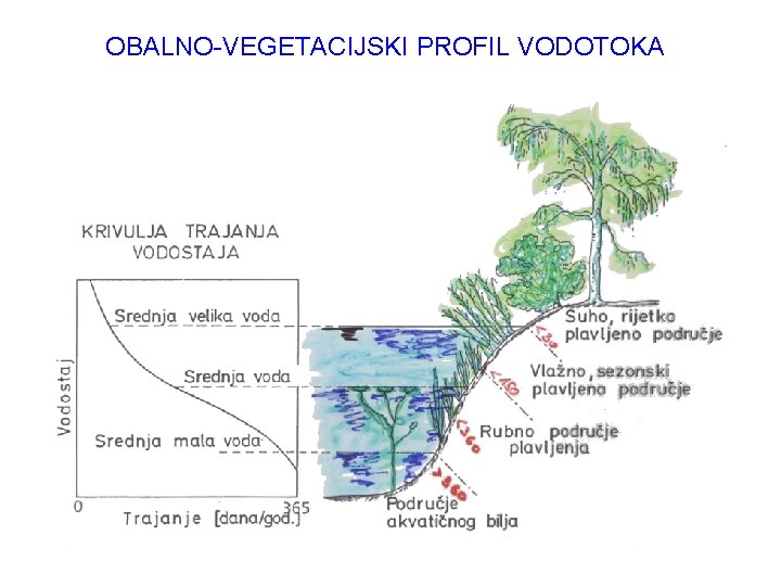 OBALNO-VEGETACIJSKI PROFIL VODOTOKA 