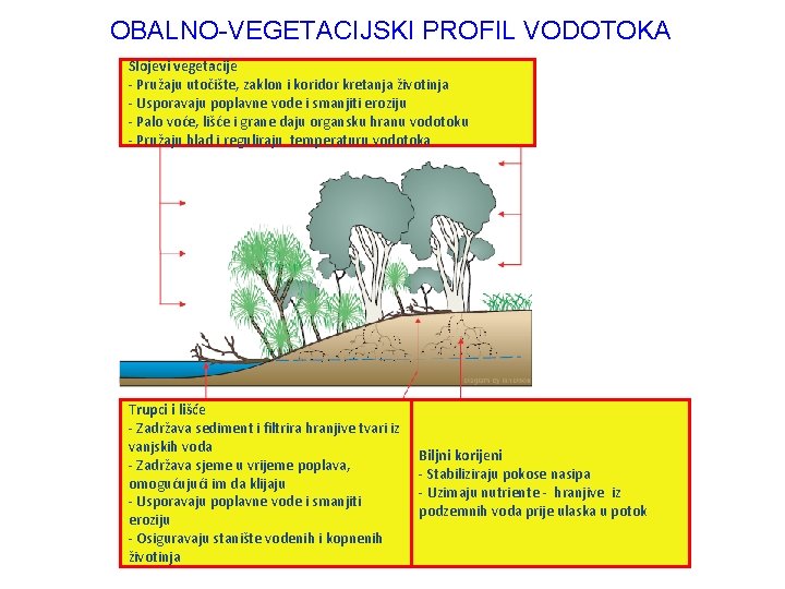 OBALNO-VEGETACIJSKI PROFIL VODOTOKA Slojevi vegetacije - Pružaju utočište, zaklon i koridor kretanja životinja -