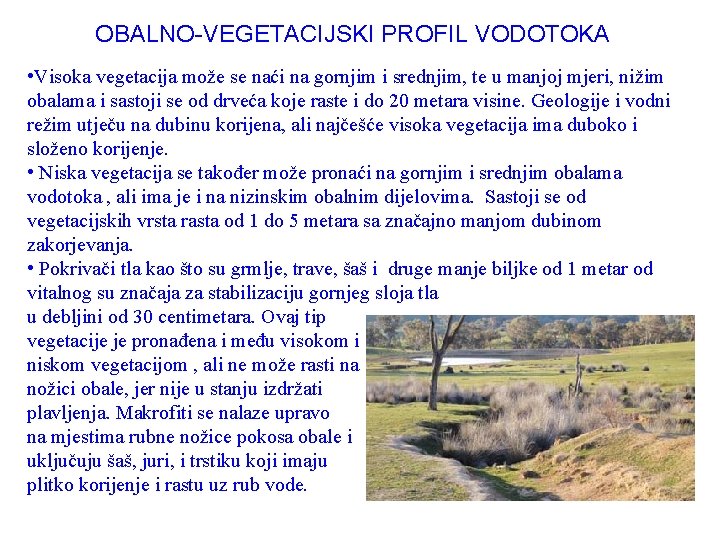 OBALNO-VEGETACIJSKI PROFIL VODOTOKA • Visoka vegetacija može se naći na gornjim i srednjim, te