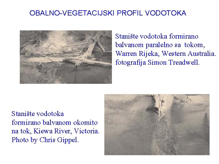 OBALNO-VEGETACIJSKI PROFIL VODOTOKA Stanište vodotoka formirano balvanom paralelno sa tokom, Warren Rijeka, Western Australia.