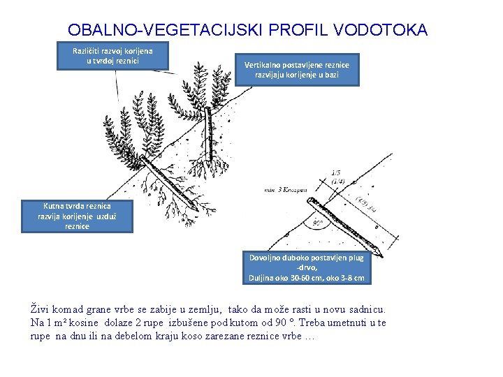 OBALNO-VEGETACIJSKI PROFIL VODOTOKA Različiti razvoj korijena u tvrdoj reznici Vertikalno postavljene reznice razvijaju korijenje