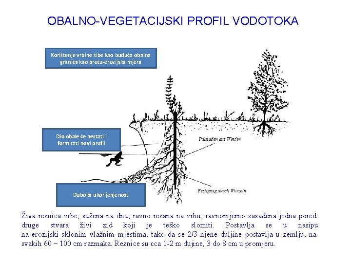 OBALNO-VEGETACIJSKI PROFIL VODOTOKA Korištenje vrbine šibe kao buduća obalna granica kao protu-erozijska mjera Dio