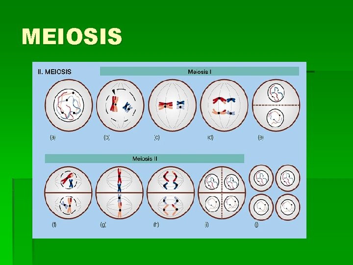 MEIOSIS 