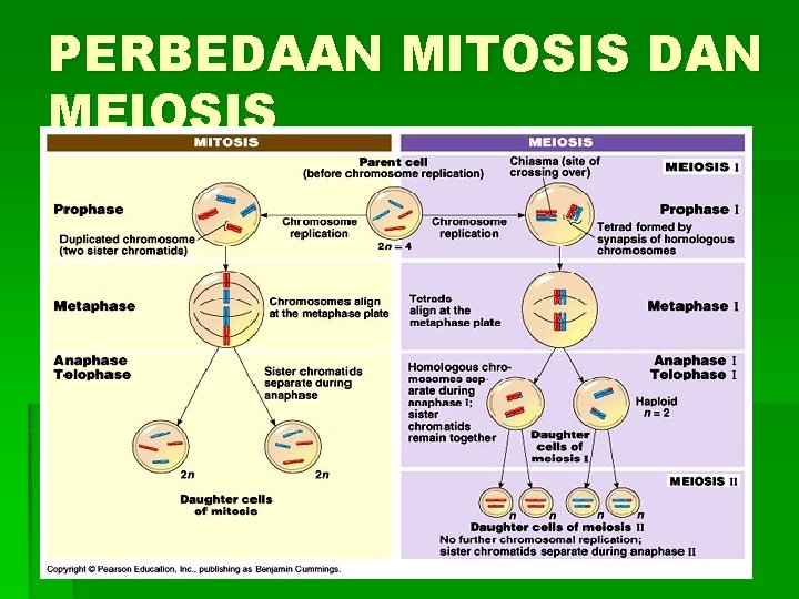 PERBEDAAN MITOSIS DAN MEIOSIS 