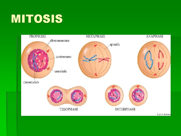 MITOSIS 