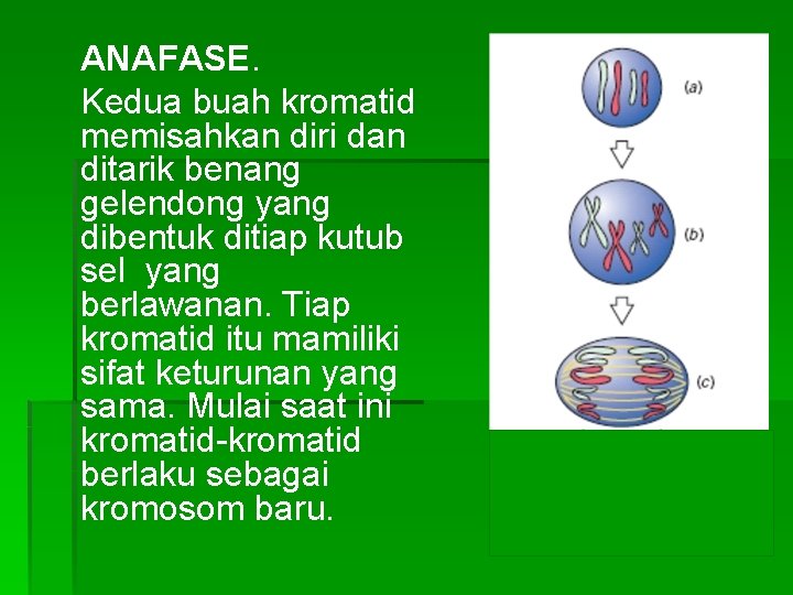 ANAFASE. Kedua buah kromatid memisahkan diri dan ditarik benang gelendong yang dibentuk ditiap kutub