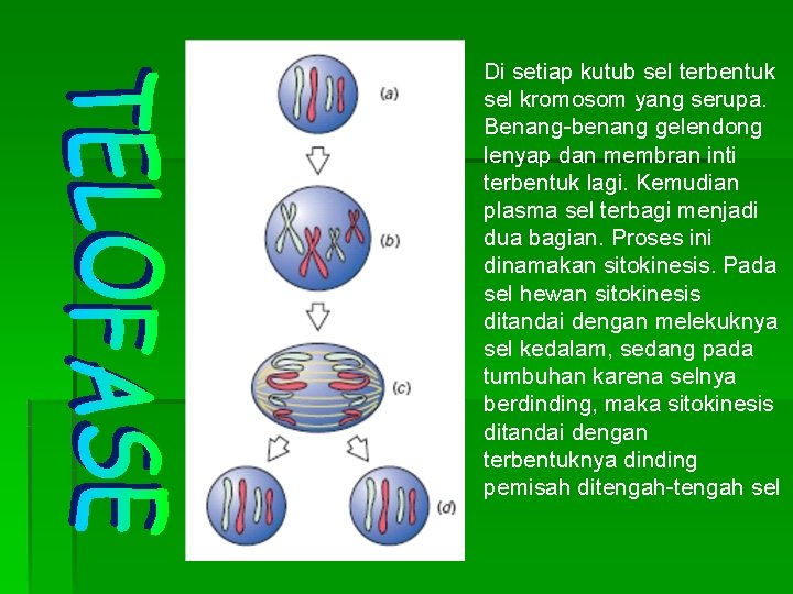 Di setiap kutub sel terbentuk sel kromosom yang serupa. Benang-benang gelendong lenyap dan membran