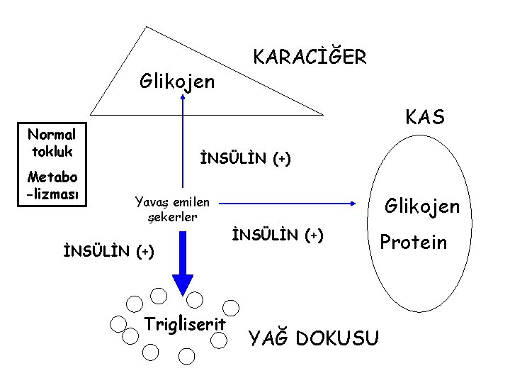 Glikojen KAS Normal tokluk Metabo -lizması KARACİĞER İNSÜLİN (+) Yavaş emilen şekerler İNSÜLİN (+)