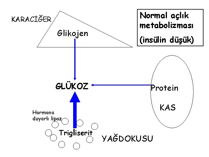 KARACİĞER Glikojen GLÜKOZ Normal açlık metabolizması (insülin düşük) Protein KAS Hormona duyarlı lipaz Trigliserit