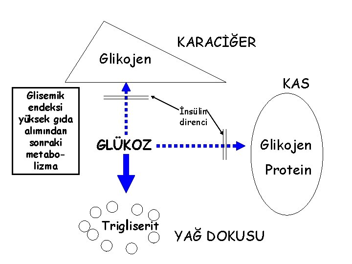 Glikojen Glisemik endeksi yüksek gıda alımından sonraki metabolizma KARACİĞER KAS İnsülin direnci GLÜKOZ Glikojen