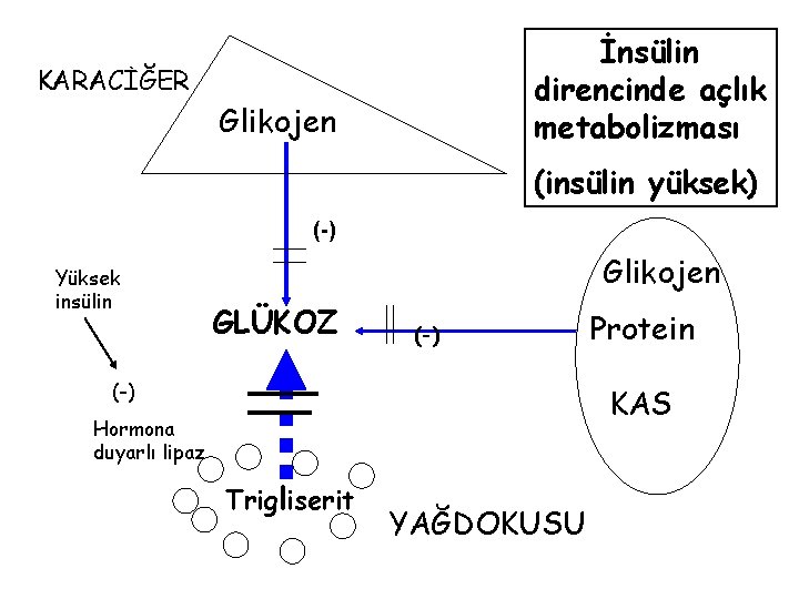 KARACİĞER İnsülin direncinde açlık metabolizması Glikojen (insülin yüksek) (-) Yüksek insülin Glikojen GLÜKOZ (-)