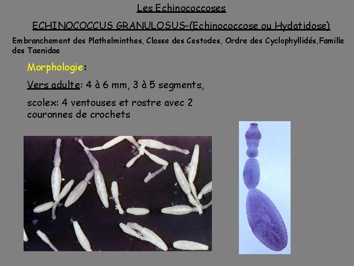 Les Echinococcoses ECHINOCOCCUS GRANULOSUS-(Echinococcose ou Hydatidose) Embranchement des Plathelminthes, Classe des Cestodes, Ordre des