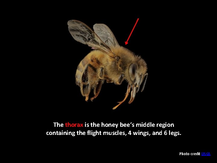 The thorax is the honey bee’s middle region containing the flight muscles, 4 wings,