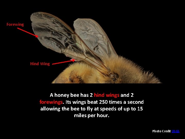 Forewing Hind Wing A honey bee has 2 hind wings and 2 forewings. Its