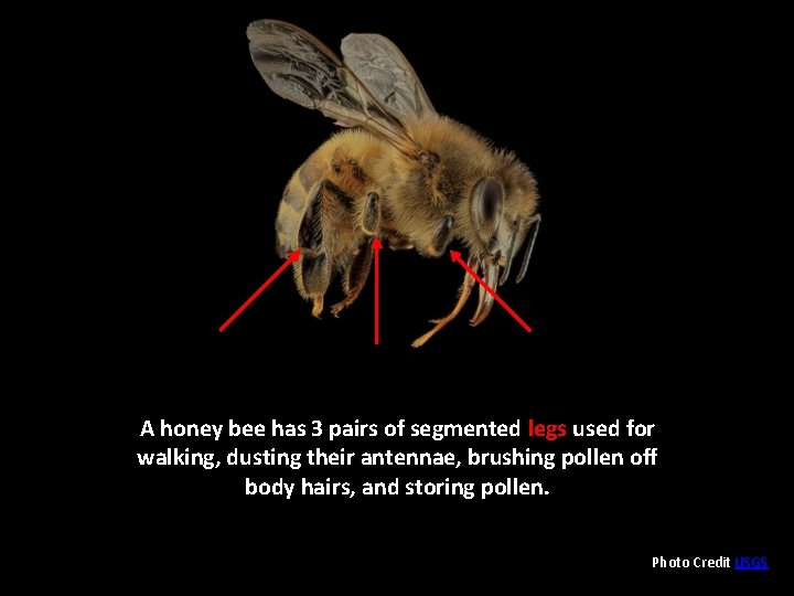 A honey bee has 3 pairs of segmented legs used for walking, dusting their