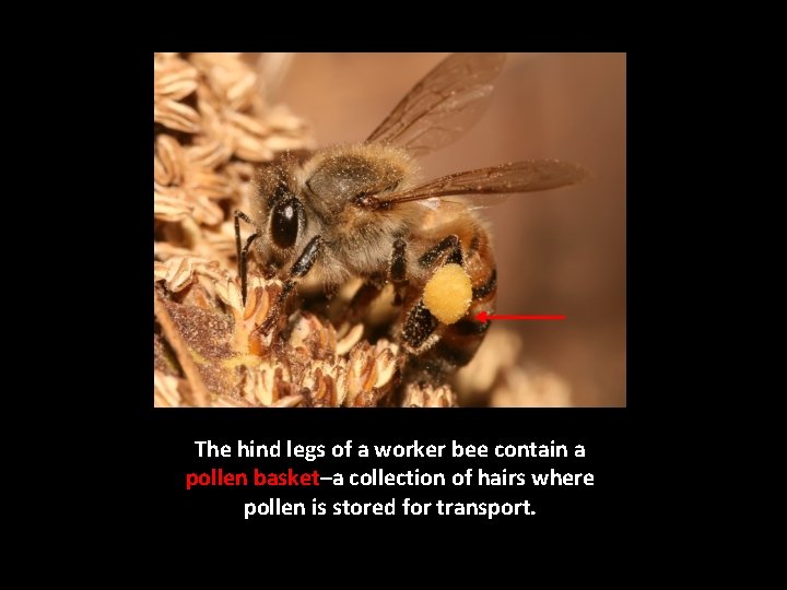 The hind legs of a worker bee contain a pollen basket–a collection of hairs