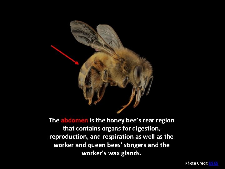 The abdomen is the honey bee’s rear region that contains organs for digestion, reproduction,