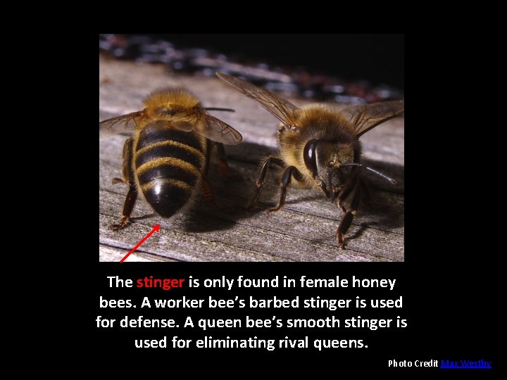 The stinger is only found in female honey bees. A worker bee’s barbed stinger