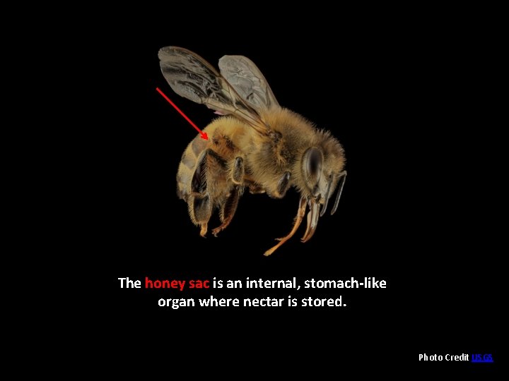 The honey sac is an internal, stomach-like organ where nectar is stored. Photo Credit