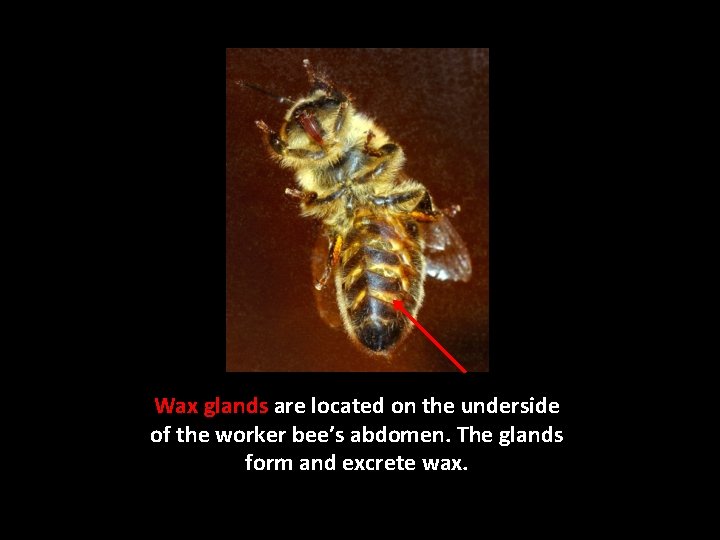 Wax glands are located on the underside of the worker bee’s abdomen. The glands