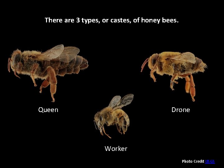 There are 3 types, or castes, of honey bees. Drone Queen Worker Photo Credit