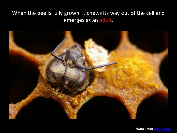 When the bee is fully grown, it chews its way out of the cell