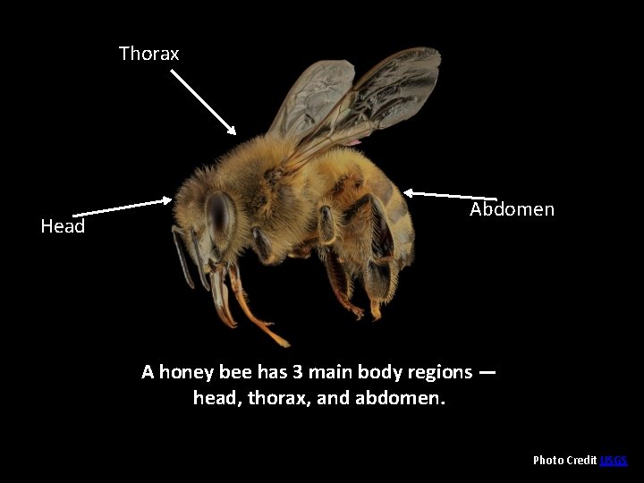 Thorax thorax Head Abdomen A honey bee has 3 main body regions — head,